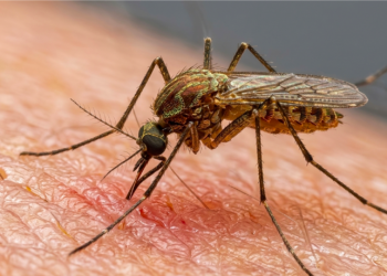 De tapones de botella a bebederos para pájaros: cómo puede la zona de Washington D. C. prevenir la proliferación de mosquitos esta temporada