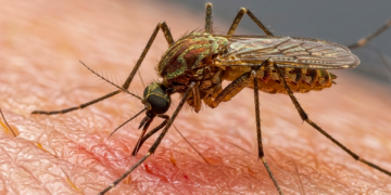 De tapones de botella a bebederos para pájaros: cómo puede la zona de Washington D. C. prevenir la proliferación de mosquitos esta temporada