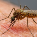 De tapones de botella a bebederos para pájaros: cómo puede la zona de Washington D. C. prevenir la proliferación de mosquitos esta temporada