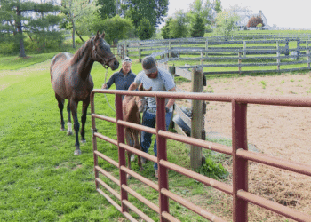 Las visitas a granjas de Maryland ofrecerán un adelanto de la industria hípica del estado antes del Preakness