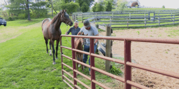 Las visitas a granjas de Maryland ofrecerán un adelanto de la industria hípica del estado antes del Preakness