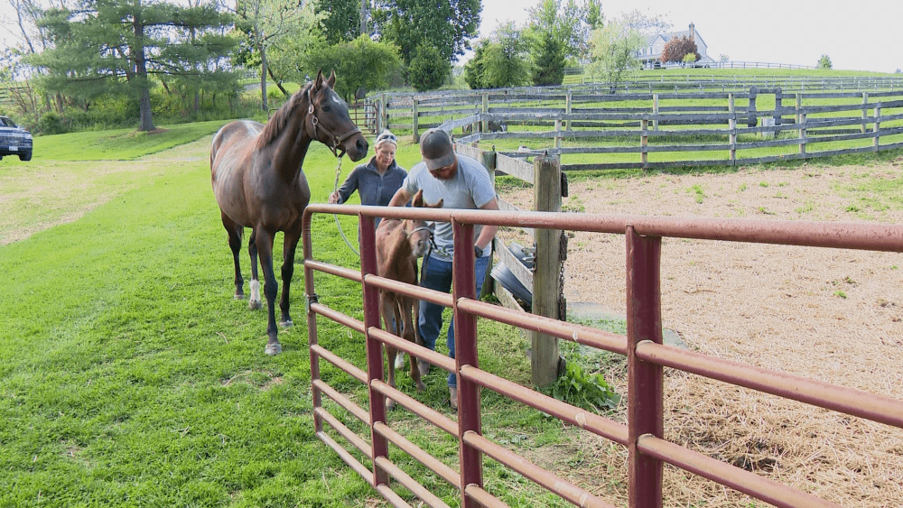 Las visitas a granjas de Maryland ofrecerán un adelanto de la industria hípica del estado antes del Preakness
