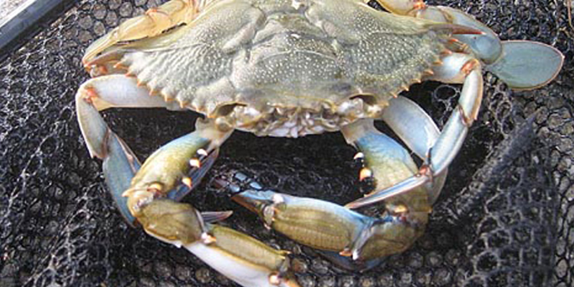 ¿Cómo va la situación de los cangrejos azules en la bahía de Chesapeake? Se han publicado nuevas estimaciones de población