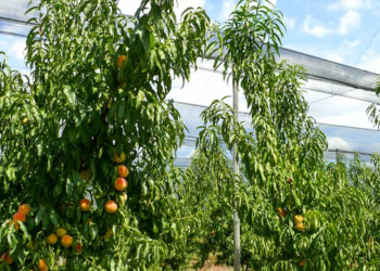 Gobernador de Maryland y agricultores solicitan declaración federal de desastre tras fuerte ola de frío