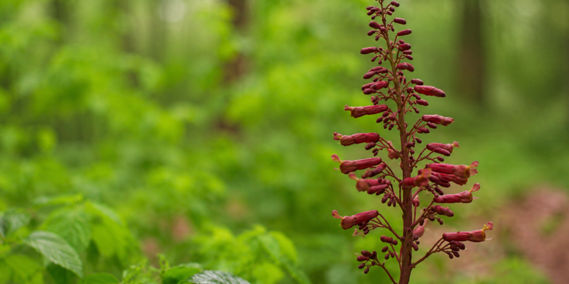 Planta rara descubierta en Maryland es añadida a la lista estatal de especies en peligro