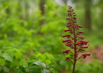 Planta rara descubierta en Maryland es añadida a la lista estatal de especies en peligro