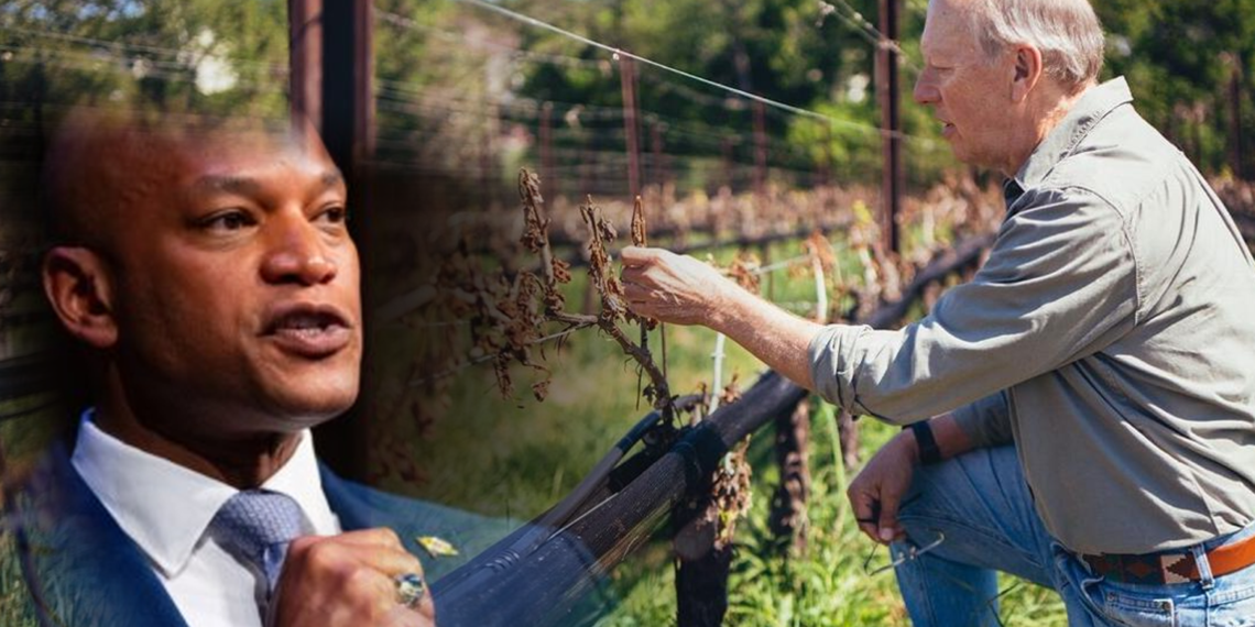 Gobernador de Maryland ordena ayuda estatal para agricultores afectados por las heladas de abril