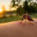 A medida que empieza a hacer calor, los insectos que pican se están activando