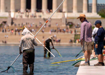 El problemático «Reflecting Pool» se enfrenta a un nuevo escrutinio por las denuncias de vandalismo y la muerte de patos