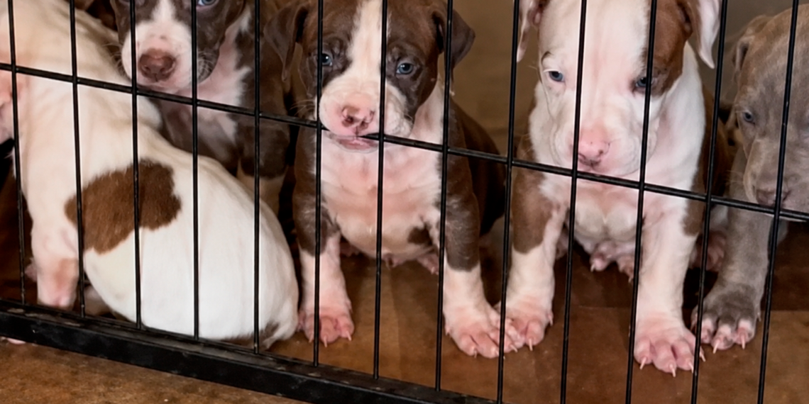 Según la policía, han robado ocho cachorros de pitbull en un robo en una vivienda del sureste de Washington D. C.