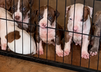 Según la policía, han robado ocho cachorros de pitbull en un robo en una vivienda del sureste de Washington D. C.
