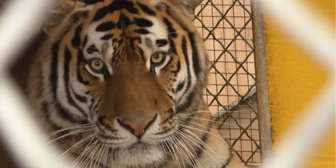Te presentamos a Coba, el tigre más nuevo del Zoológico Nacional