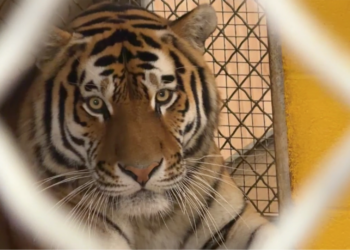 Te presentamos a Coba, el tigre más nuevo del Zoológico Nacional