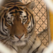Te presentamos a Coba, el tigre más nuevo del Zoológico Nacional