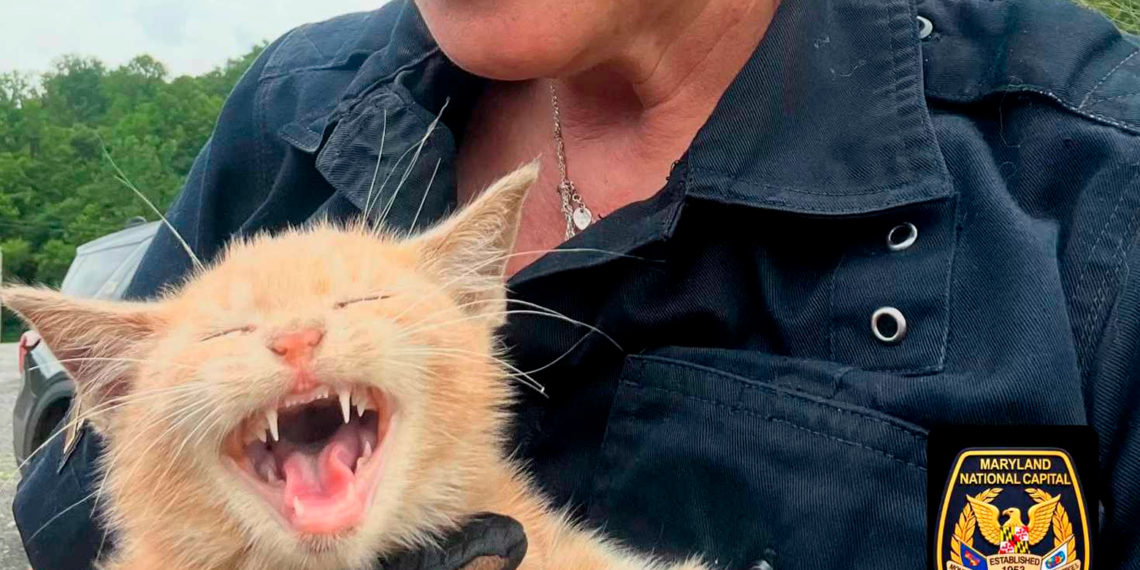 Rescatan a gato abandonado y aterrorizado en sendero del Puente Woodrow Wilson en Maryland