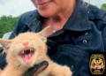 Rescatan a gato abandonado y aterrorizado en sendero del Puente Woodrow Wilson en Maryland
