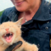 Rescatan a gato abandonado y aterrorizado en sendero del Puente Woodrow Wilson en Maryland