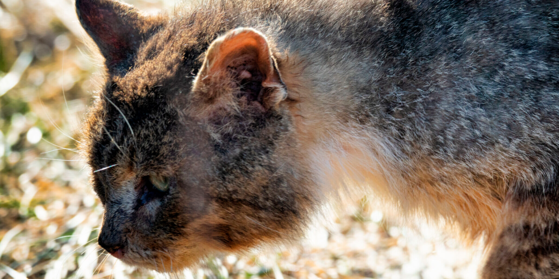 Hay más de 50 000 gatos callejeros en el condado de Prince William, y las autoridades acaban de reforzar su programa de esterilización.