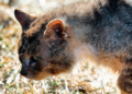 Hay más de 50 000 gatos callejeros en el condado de Prince William, y las autoridades acaban de reforzar su programa de esterilización.